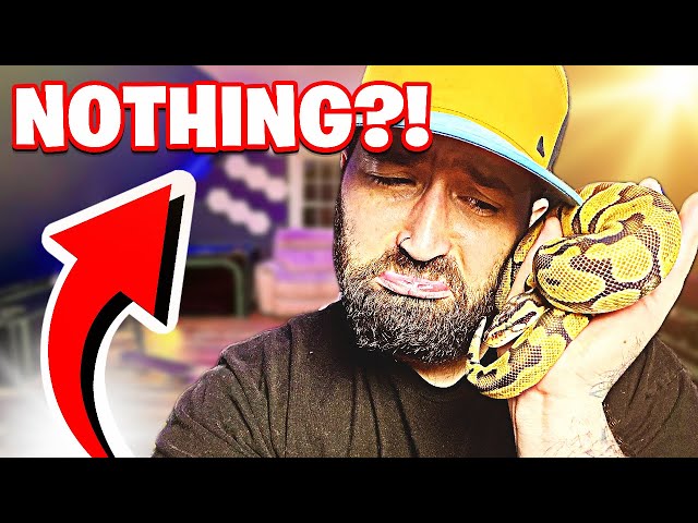 Do Ball Pythons Feel Fear Trust?! NOT What You Think!