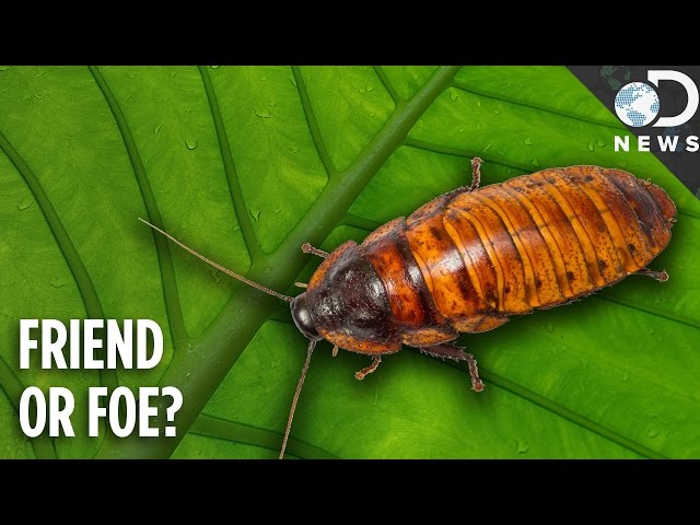 Why Do Cockroaches Even Exist?