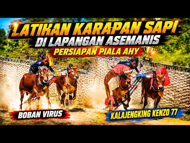 Karapan Sapi Practice at Asemanis Field Pamekasan in Preparation for the AHY Cup