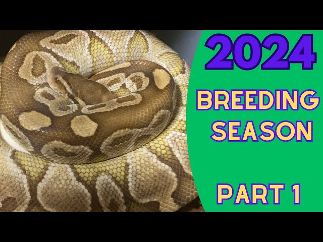 2024 Ball Python breeding plans - Part 1 - The year of the Banana!