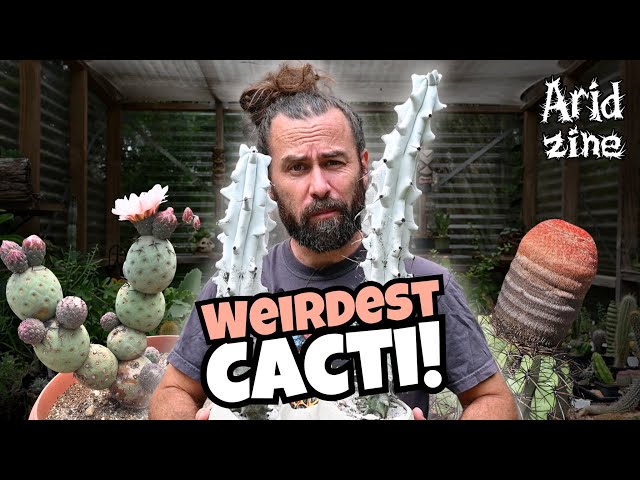 ¡Los cactus no deberían verse así! (5 de los más raros)