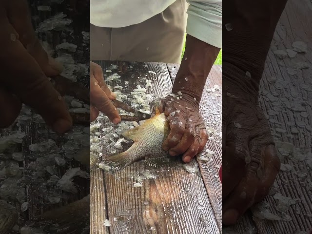 Shellcracker RedEar Fishing releasing in Cristi lake #fishingadventure #fish   #adventure  #shorts