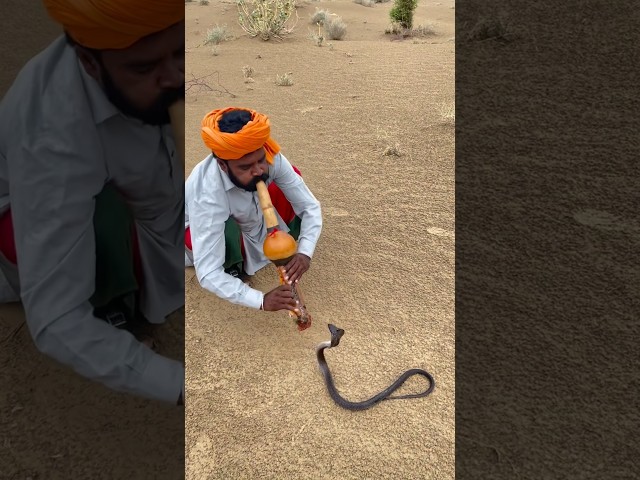 Why Is Snake Charming Illegal? #goodtoknow #vet #medicine #funfacts #educational #lifehacks #hacks