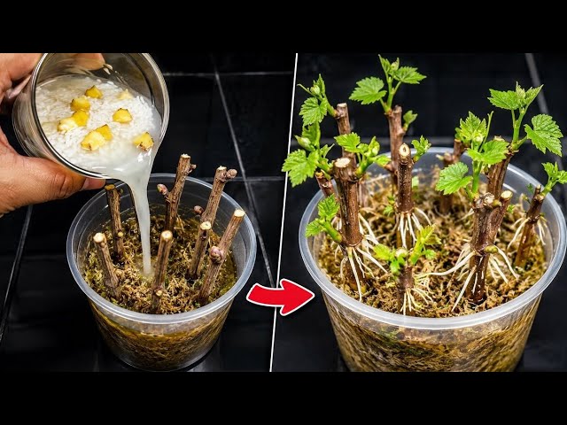 This Homemade Mix Forces Grape Cuttings to Root and Grow New Leaves Crazy Fast — Even Weak Ones Grow