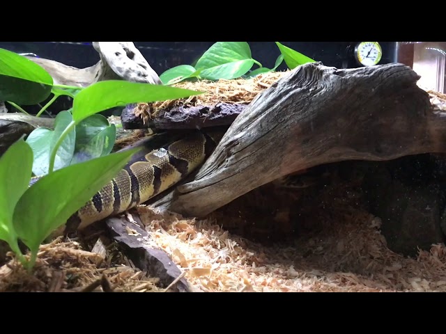Bio active Ball Python habitat!
