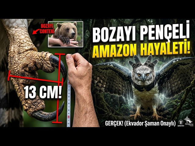 Grizzly-Sized Talons: The Invisible Ghost of the Amazon! 🦅
