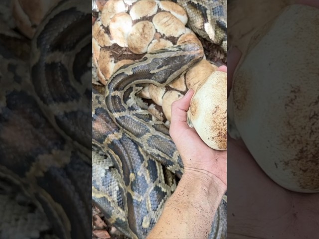 wait for it 🐍🥚 watch our long-form video on these python nests if you wanna see more 👀