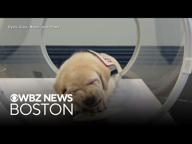 New study finds that dogs are smarter than originally thought