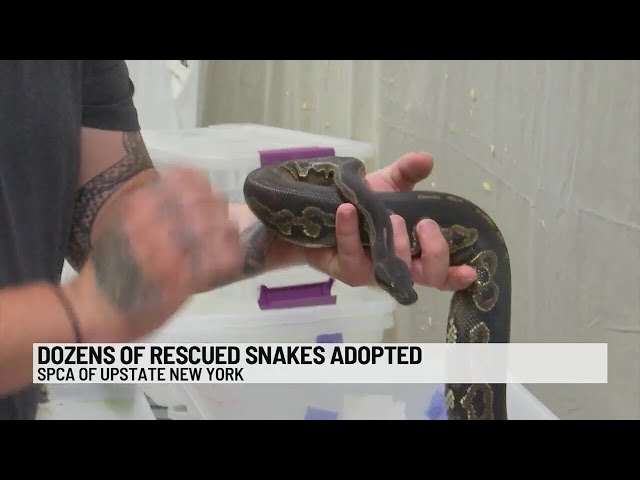 Over half of rescued snakes have been adopted