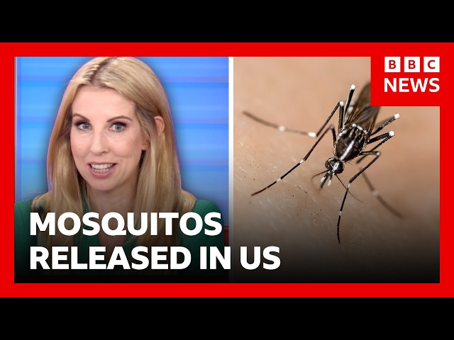 Thousands of mosquitos being released in Washington DC | BBC News
