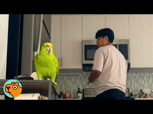 Parrot Copies Guy’s Hispanic Mom To Boss Him Around | Cuddle Buddies