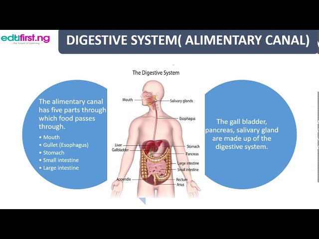 Metabolism in the human body | Basic Science | JSS3 | 1st Term