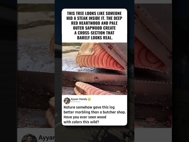 THIS WOOD LOOKS LIKE RAW MEAT
