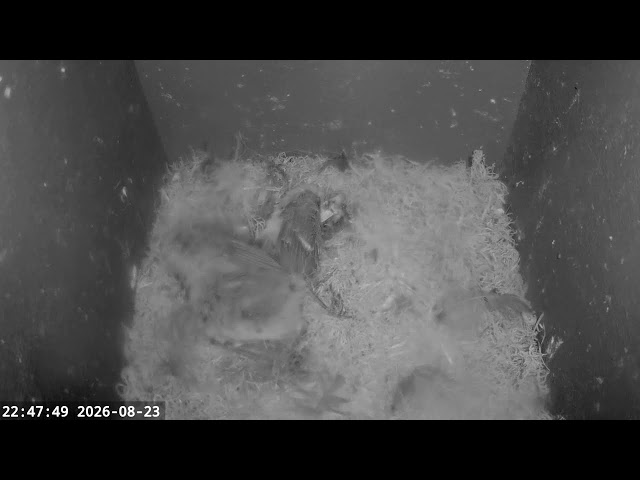 Nest box camera