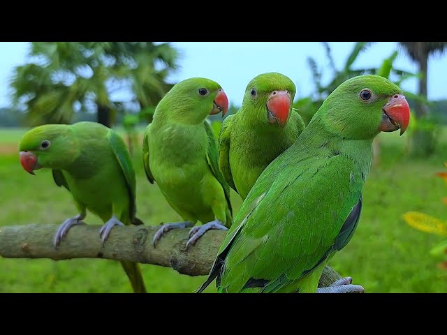 Parrot Chirping Sounds / Voice