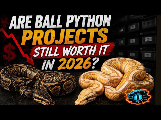 Are Ball Python Projects Still Worth It In 2026?
