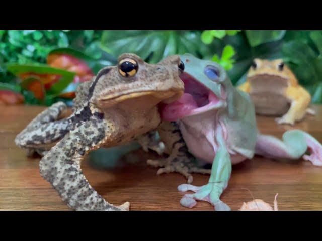 Smooth like butter, like a criminal undercover🐸 (frog and toad) japanese stream toad, miyako toad