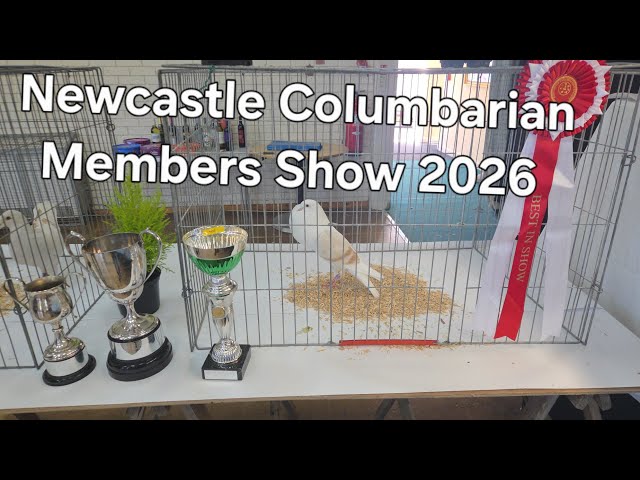 Fancy Pigeon Show  NCS Members show 2026