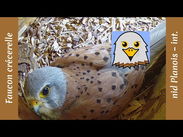 Common Kestrel (Planois Nest | Int.)