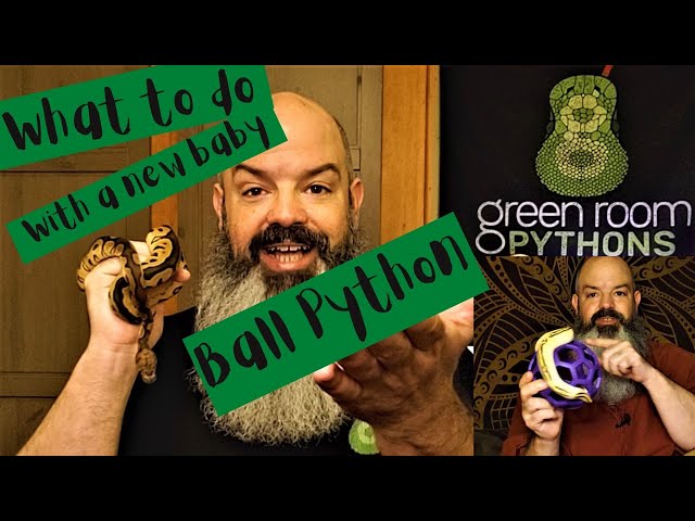 What To Do With Your New Ball Python