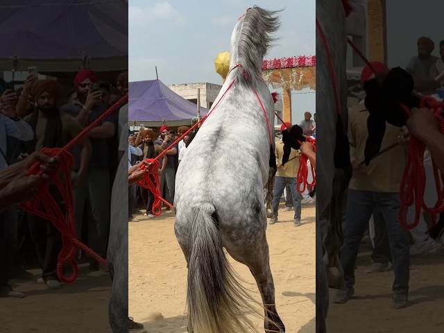 Ghoda Mast Hogya Dhol Te 🐎🔥 Horse Show ❤️ #shorts #horse #ghoda #horseshow #mela #punjab