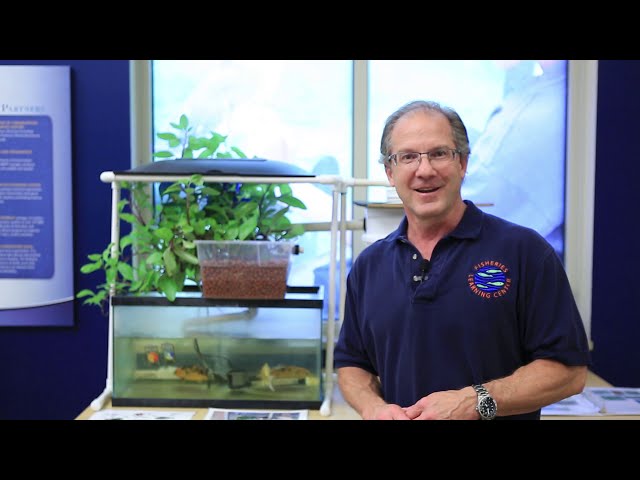 Small DIY Aquaponics: System Overview