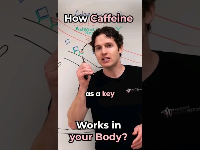 The Effects of Caffeine Explained! #instituteofhumananatomy #shorts #caffeine