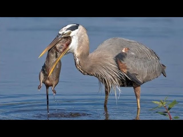 How the grey heron hunts and catches prey