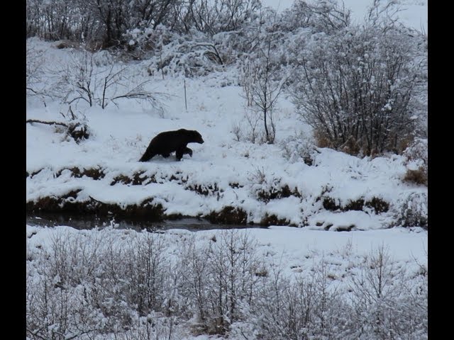 Judging the Size of Brown & Grizzly Bears