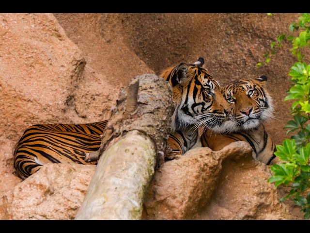 Sumatran Tigers, Lucu and Zaza