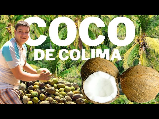 La Producción de Coco en Colima  🥥 🌴 - México