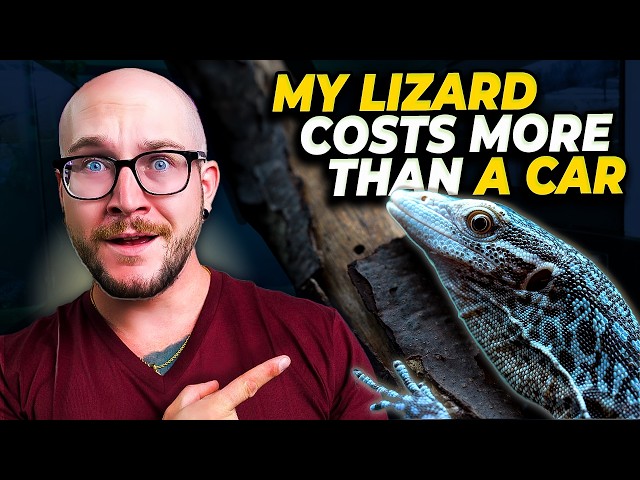My Pet Lizard Costs More Than a Car, Let's Give Him a New Home!