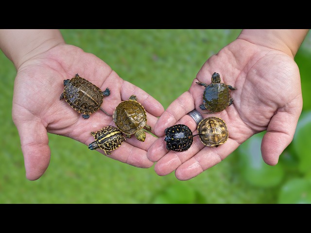 Turtle Hatching Season Is Here! Garden State Tortoise | New Baby Turtle Pond 