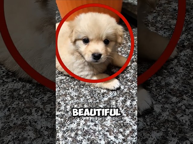 He Rescued a Tiny Puppy from a Drain #animals #love #shorts #shortvideo