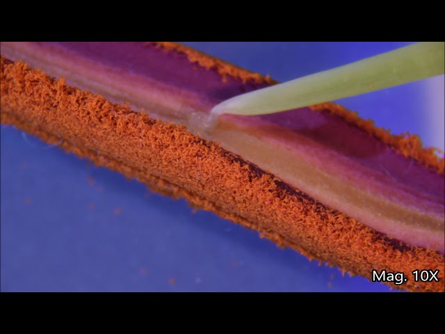 Flower Anatomy Under the Microscope
