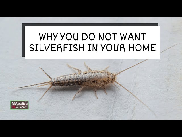 Why You Do Not Want Silverfish in Your Home