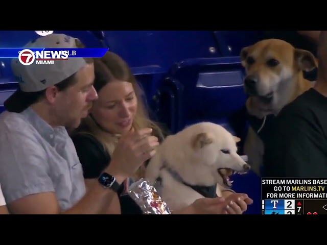 Viral 'Sad Dog' Jonah, Who Watched Another Pup Eat a Hot Dog, Gets Dream VIP Day at loanDepot Park