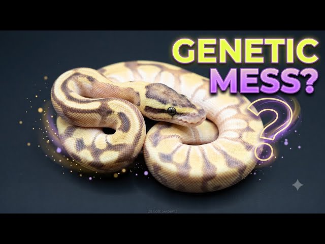 These Ball Python Hatchlings Have Me Completely Lost