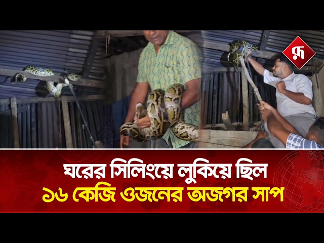 ঘরের সিলিংয়ে লুকিয়ে ছিল ১৬ কেজি ওজনের অজগর সাপ | Python | Snake Rescue | Rupali Bangladesh