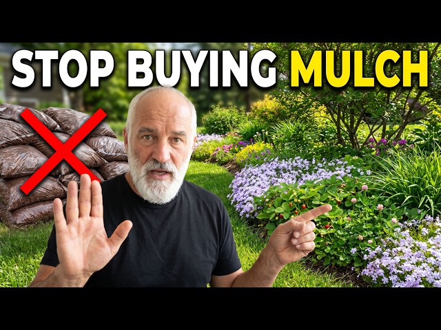 Stop Buying Mulch, Plant These 10 Native Ground Covers Instead