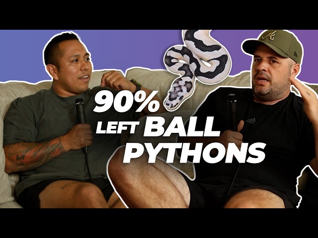 Covid Breeders Doomed From the Start? | #ballpython #snake #reptiles