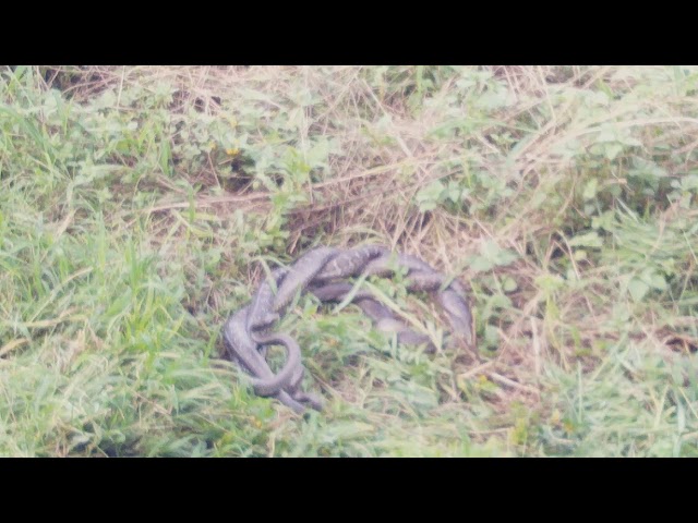 Snakes loving season 2019(2)