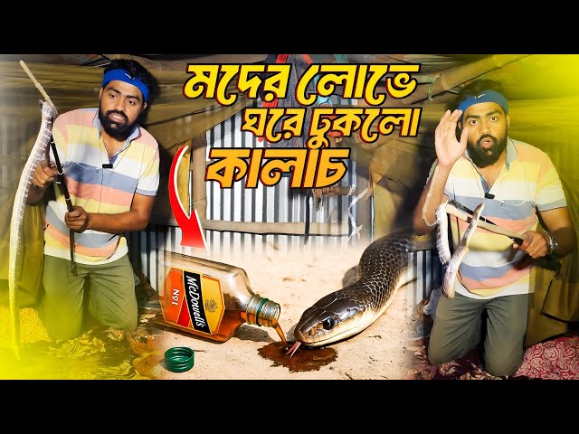 নেশাখোর কালাচ সাপের মুখে আমার হাত ঠেকে গেল! কা*মড়ায়নি তো? Common Krait Snake Rescue 