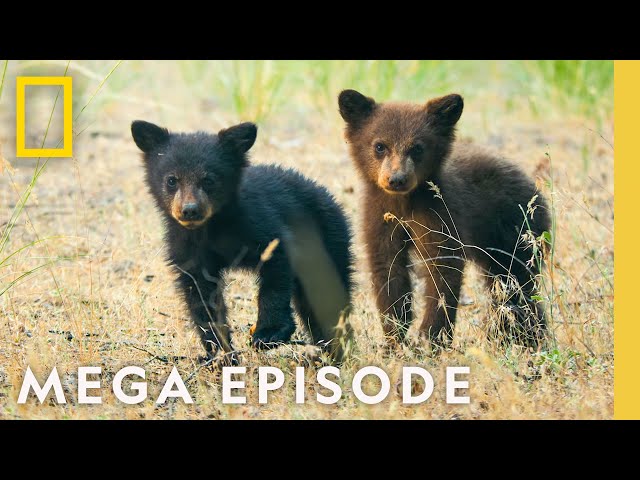 The Wonder of America's National Parks | MEGA EPISODE (Season 1 Full Episodes) | National Geographic