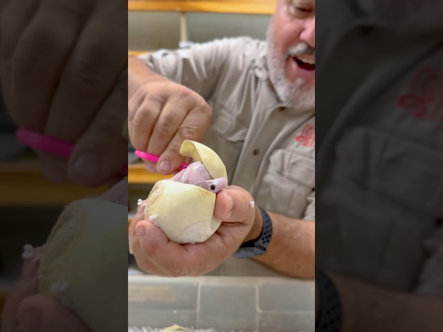 Hatching a Super Rare Baby Snake🤩🙌