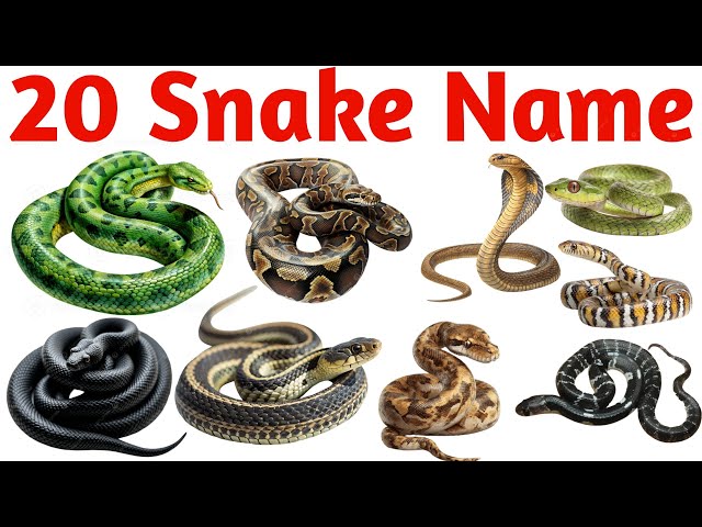 20 Snake Names in Hindi & English | Kids Reptile Learning