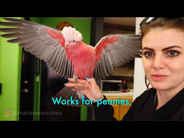 PARROT COMPILATION - VINNY AND JERSEY THE COCKATOO
