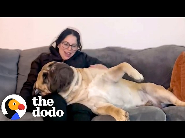 160-Pound Bullmastiff Still Insists On Being A Lap Dog | The Dodo