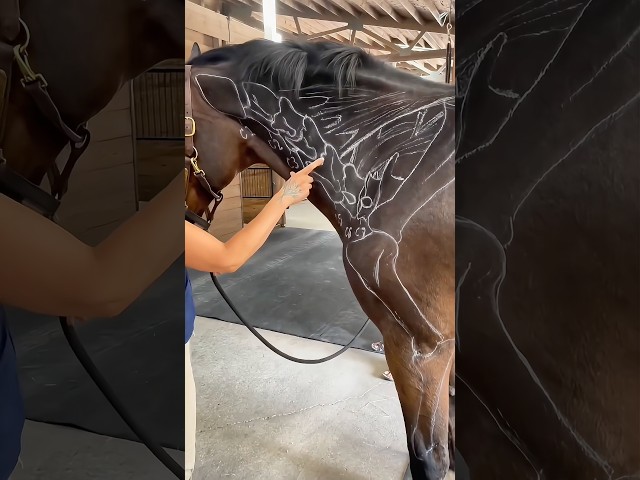 Why Horses Have Flexible Necks #goodtoknow #vet #medicine #educational #lifehacks #flexibility #hack