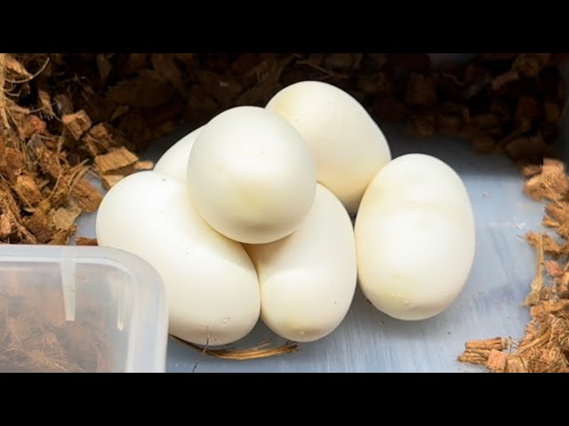 We Produced Our First Clutch of Ball Python Eggs Ever!